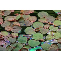 Phyllanthus flutuans en coupe - Tropica