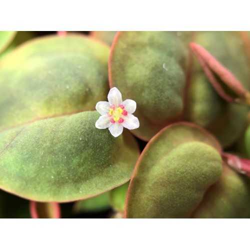 Phyllanthus flutuans en coupe - Tropica
