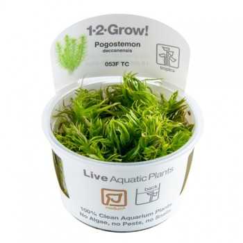 Pogostemon Deccanensis in Cup - Tropica