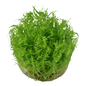 Pogostemon Deccanensis in Cup - Tropica 2