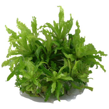 Pogoston Helferi en coupe - Tropica 2