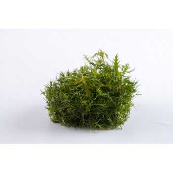 Proserpinaca palustris Cuba in cup - Tropica 2