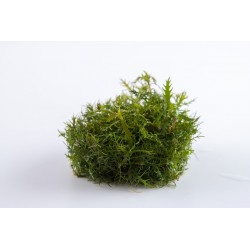 Proserpinaca palustris Cuba in cup - Tropica