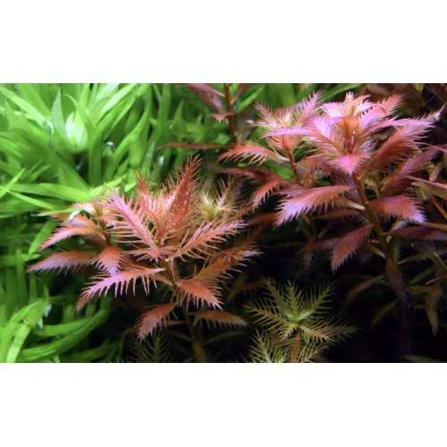 Proserpinaca palustris Cuba in cup - Tropica