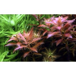 Proserpinaca palustris Cuba in cup - Tropica