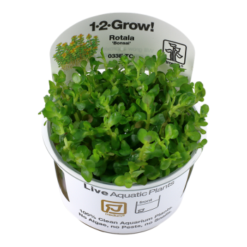 Rotala indique le bonsaï en coupe - Tropica