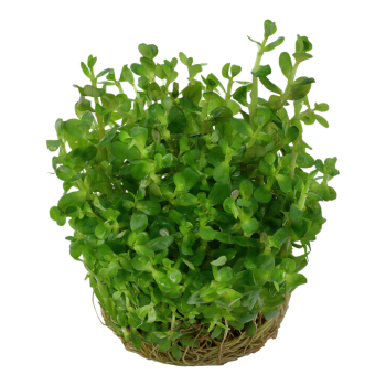 Rotala indica Bonsai in cup - Tropica 2
