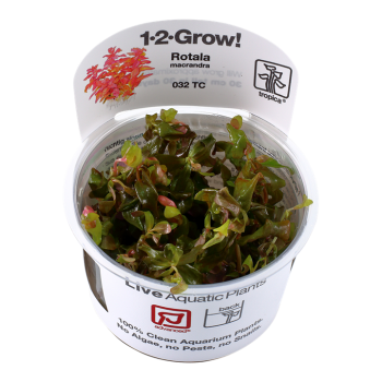 Rotala macrandra in cup - Tropica