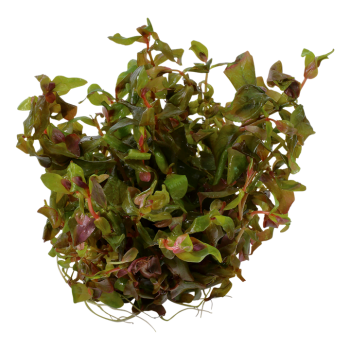 Rotala Macrandra en coupe - Tropica 2