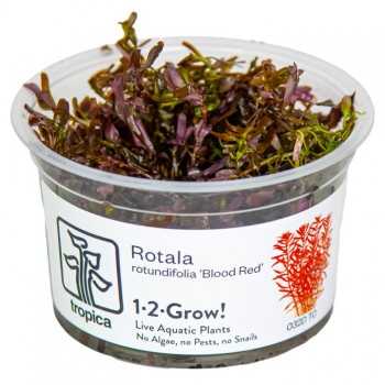 Rotatala RotundiLifolia Sang rouge en coupe - Tropica