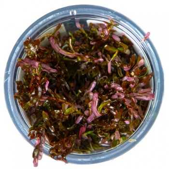 Rotala Rotundifolia Blood Red in Cup - Tropica 2