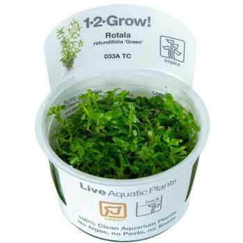 Rotala rotundifolia Green in cup - Tropica