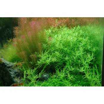 Rotala rotundifolia Green in cup - Tropica 2