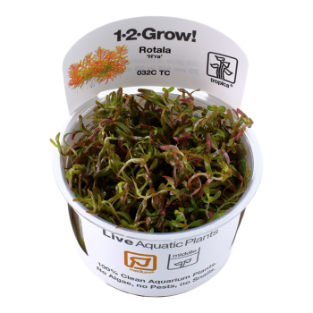 Rotala rotundifolia h'ra en coupe - Tropica