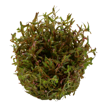 Rotala rotundifolia H'ra in cup - Tropica 2