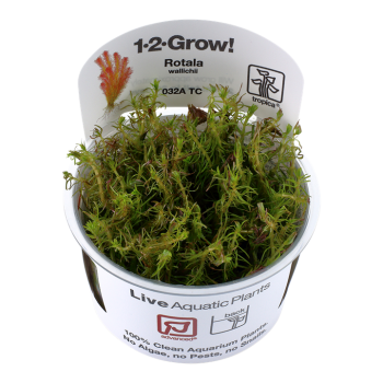 Rotala Wallichii in Cup - Tropica