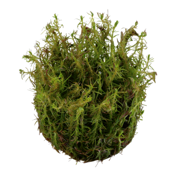 Rotala Wallichii in Cup - Tropica 2