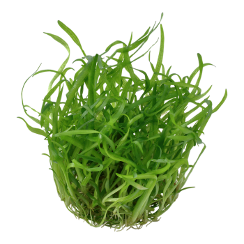 Sagittaria subulties en coupe - Tropica 2