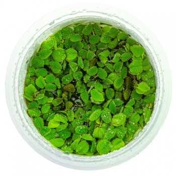 Salvinia minima in cup - Tropica 2