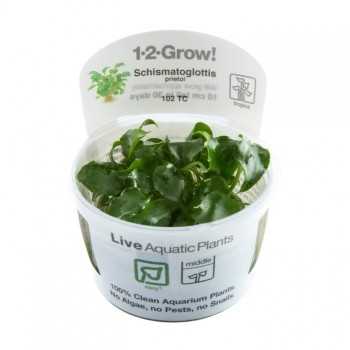 Schismatoglottis Traieti en coupe - Tropica
