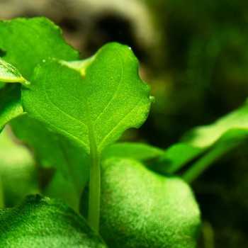 Schismatoglottis traieti in cup - Tropica 2