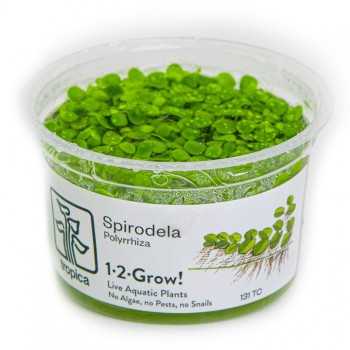 Spirodela Polyrrhiza en coupe - Tropica