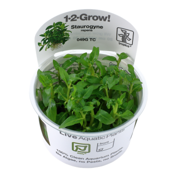 STUROGYNE REGENSE EN CUP - Tropica
