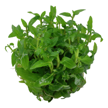 STUROGYNE REGENSE EN CUP - Tropica 2