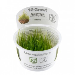 Taxiphyllum barbieri Bogor Moss in cup - Tropica