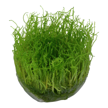 Taxiphyllum barbieri Bogor Moss in cup - Tropica 2