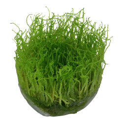 Taxiphyllum barbieri Bogor Moss in cup - Tropica