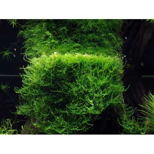 Taxiphyllum barbieri Bogor Moss in cup - Tropica