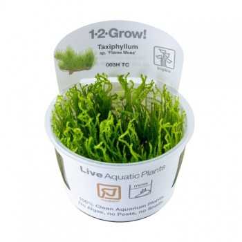 Taxiphyllum sp. Flame Moss in cup - Tropica