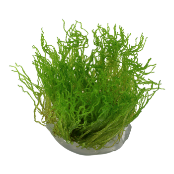 Taxiphyllum sp. Flame Moss in cup - Tropica 2