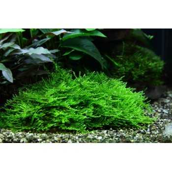 Taxiphyllum sp. Spiky Moss in cup - Tropica 2