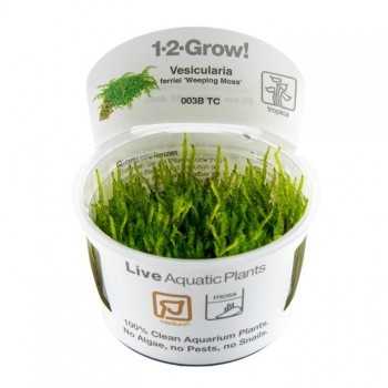 Vésiculaire Ferriei pleurant la mousse en coupe - Tropica