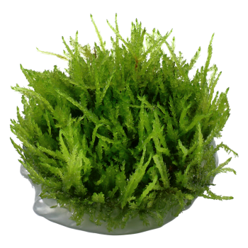 Vesicular Ferriei Weeping Moss in Cup - Tropica 2