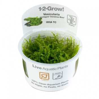 Vesicular Mountaini Christmas Moss in Cup - Tropica