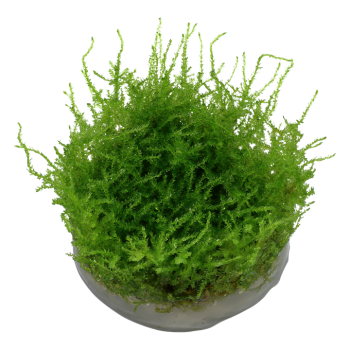 Vesicular Mountaini Christmas Moss in Cup - Tropica 2