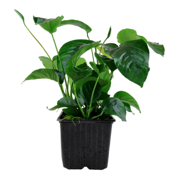 Anubias Barters Var. CALADIIFOLIA XL in jar - Tropica