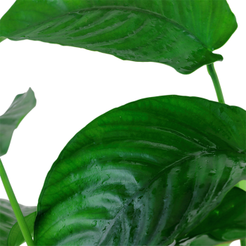 Anubias barteri var. caladiifolia XL in vasetto - Tropica 2
