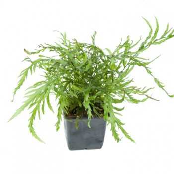 Bolbitis Heudelotii XL in jar - Tropica