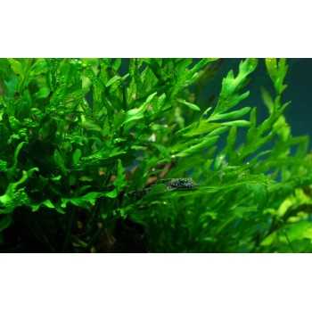 Bolbittis Heudeelotii XL dans Jar - Tropica 2