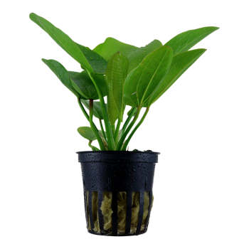 Echinodorus 'Aquarctica' in jar - Tropica