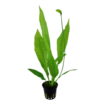 Echinodorus grisebachii 'Bleherae' in vasetto - Tropica 2