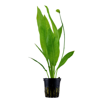 Echinodorus grisebachii 'Bleherae' in vasetto - Tropica