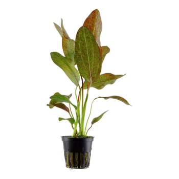 Echinodorus 'ozelot' in jar - Tropica