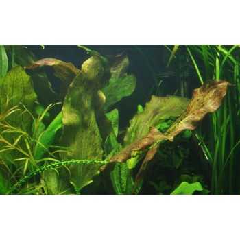 Echinodorus 'Ozelot' in vasetto - Tropica 2
