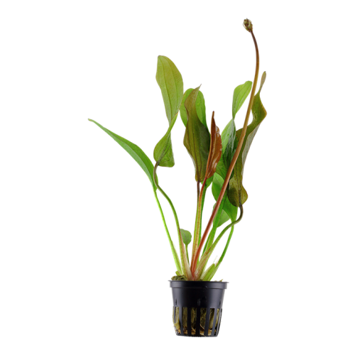 Echinodorus 'Red Diamond' in jar - Tropica
