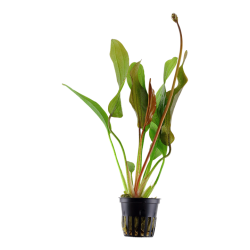 Echinodorus 'rouge diamant' dans le pot - Tropica